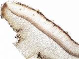 Collema subnigrescens image