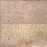 Collema subnigrescens image