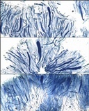 Collema subnigrescens image