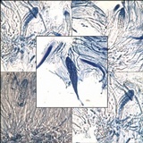 Collema subnigrescens image