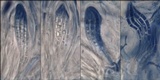 Collema subnigrescens image