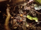 Sphaerobolus stellatus image