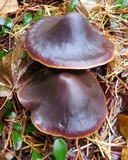 Macrocystidia cucumis image