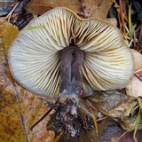 Macrocystidia cucumis image