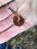 Cortinarius semisanguineus image