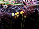 Mycena oregonensis image