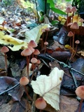 Mycena californiensis image