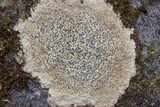 Porpidia albocaerulescens var. albocaerulescens image