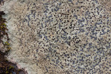 Porpidia albocaerulescens var. albocaerulescens image