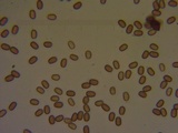 Psathyrella piluliformis image