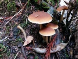Psathyrella piluliformis image