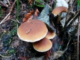 Psathyrella piluliformis image