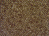 Psathyrella piluliformis image