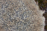 Porpidia albocaerulescens var. albocaerulescens image