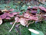 Psathyrella piluliformis image
