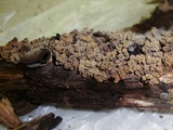 Ionomidotis irregularis image