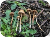 Psilocybe pelliculosa image