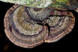 Hexagonia variegata image