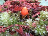 Hygrocybe acutoconica image