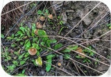 Psilocybe pelliculosa image