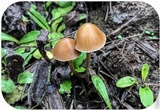 Psilocybe pelliculosa image