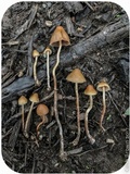 Psilocybe pelliculosa image