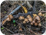 Psilocybe pelliculosa image