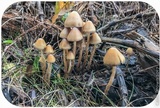 Psilocybe pelliculosa image