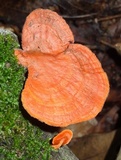 Earliella scabrosa image
