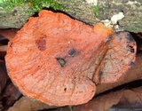 Earliella scabrosa image