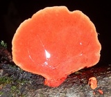 Earliella scabrosa image