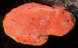 Earliella scabrosa image