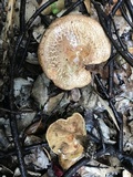 Paxillus cuprinus image