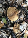 Paxillus cuprinus image