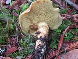 Suillus umbonatus image