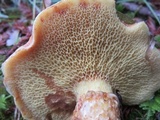 Suillus umbonatus image