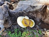 Ganoderma colossus image
