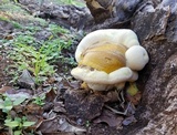 Ganoderma colossus image
