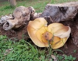 Ganoderma colossus image