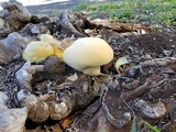 Ganoderma colossus image