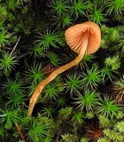 Galerina vittiformis image