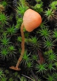 Galerina vittiformis image