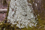 Lobaria quercizans image