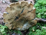 Gyroporus cyanescens image