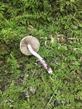 Inocybe lilacina image