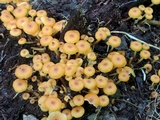Xeromphalina kauffmanii image