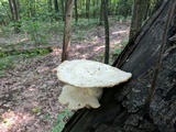 Pleurotus dryinus image