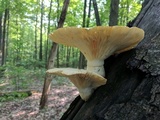 Pleurotus dryinus image