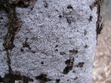 Biscogniauxia atropunctata image