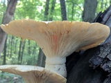 Pleurotus dryinus image
